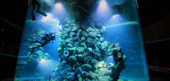 Poema del Mar Gran Canaria Aquarium Glaszylinder