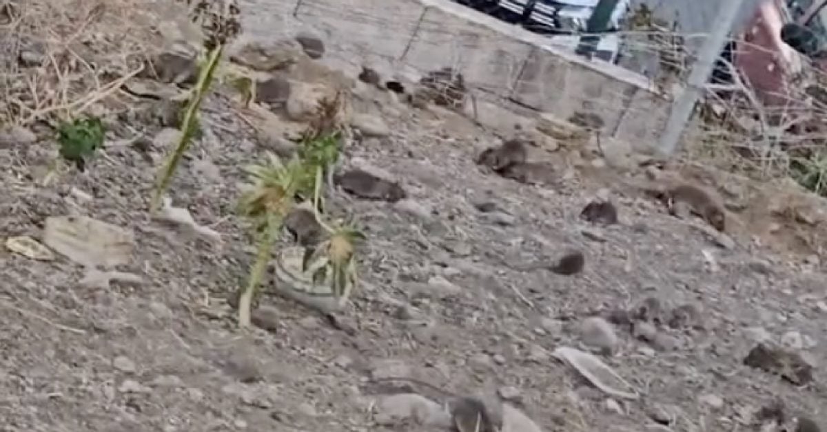 Rattenplage auf Gran Canaria – mit Video