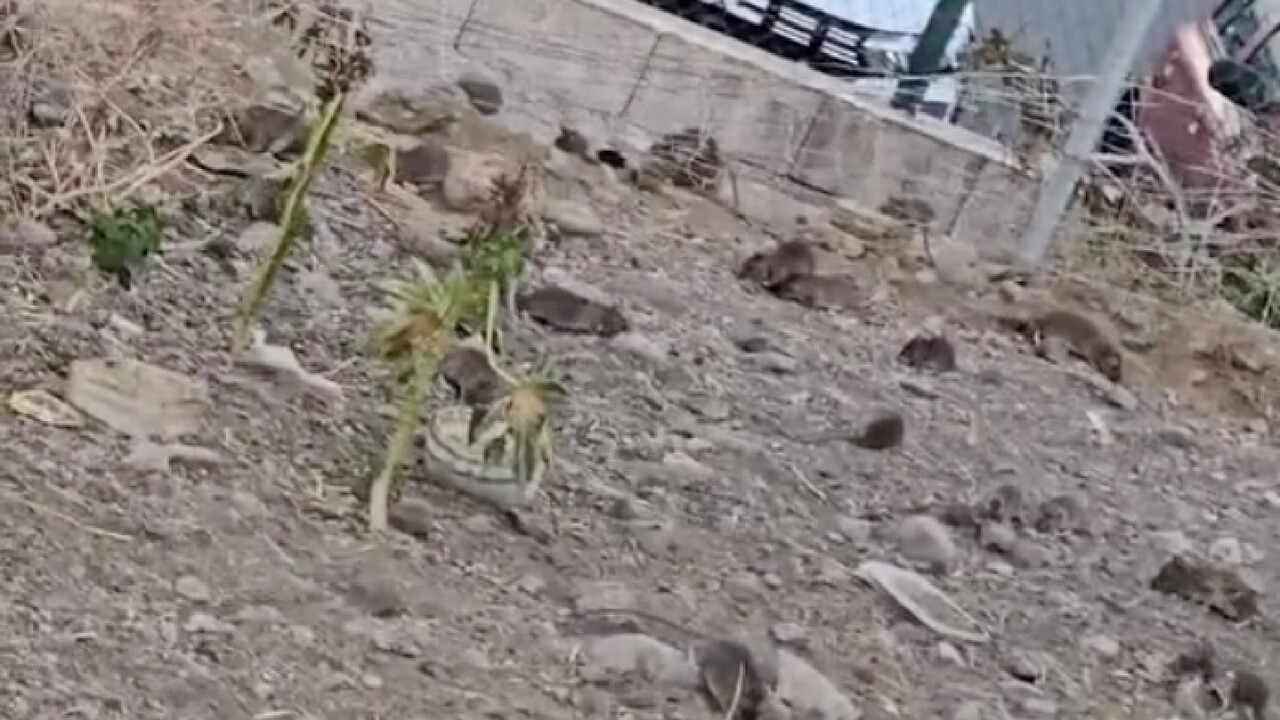 Rattenplage auf Gran Canaria – mit Video