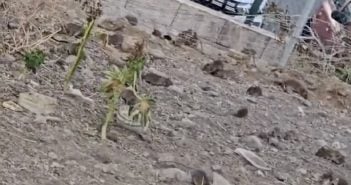 Rattenplage auf Gran Canaria – mit Video