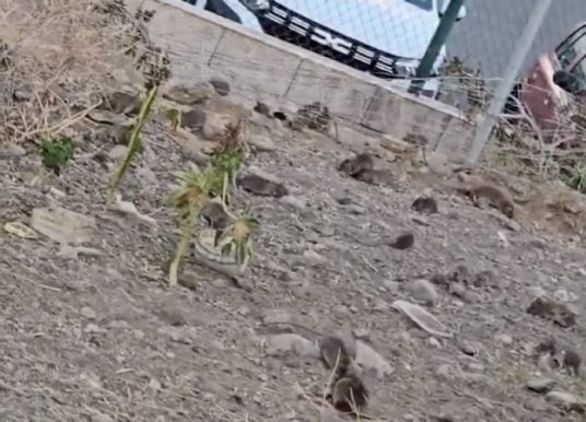 Rattenplage auf Gran Canaria – mit Video