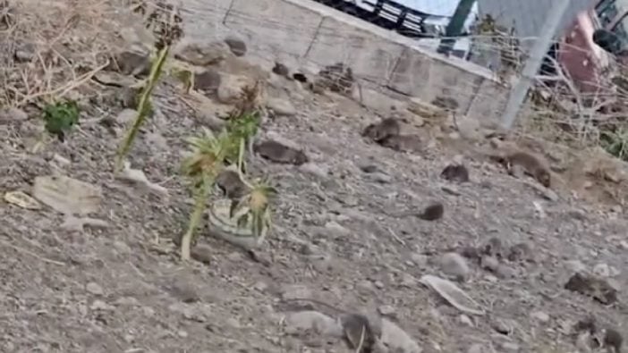 Rattenplage auf Gran Canaria – mit Video Rattenplage Gran Canaria Las Palmas