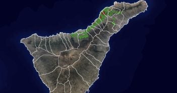 Reblaus-Befall Teneriffa