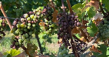 Teneriffa-Wein bedroht: Reblaus erreicht erstmals auch Süden der Insel Reblaus-Plage Teneriffa Wein
