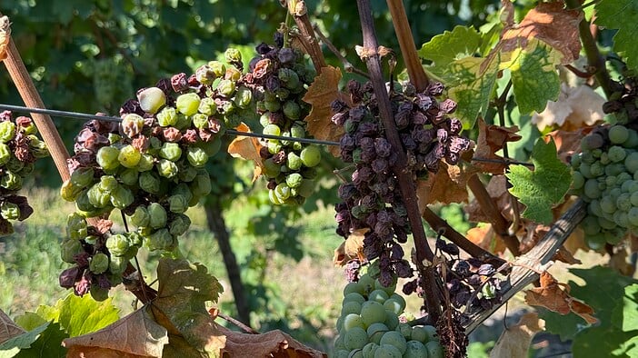 Reblaus-Plage Teneriffa Wein