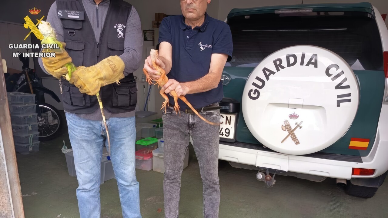 Guardia Civil befreit 19 geschützte Reptilien auf Gran Canaria
