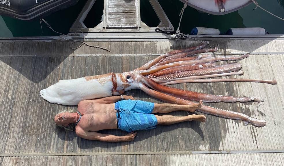 Riesenkalmar auf Teneriffa angespült: Das macht den Fund so besonders
