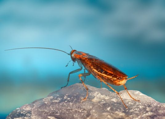 Ekel-Alarm: Riesen-Kakerlake breitet sich auf den Kanaren aus