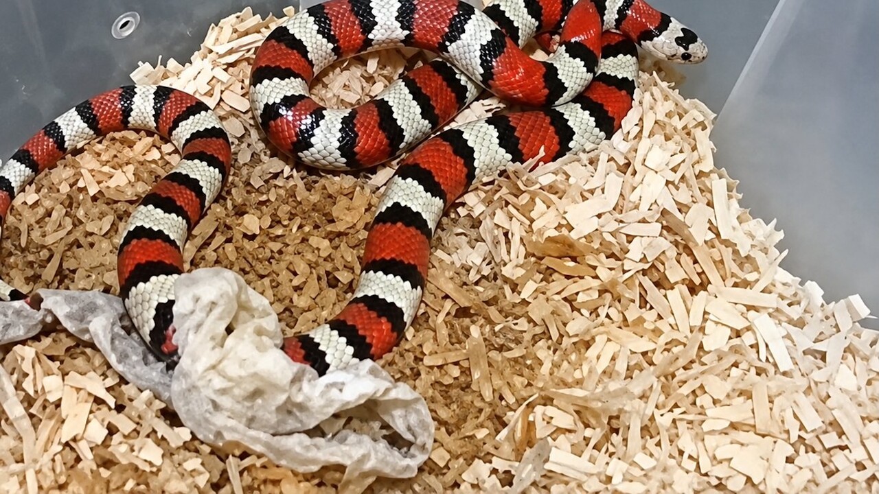 Schlangen & mehr: Polizei zerschlägt Tierschmuggel-Netz nach Gran Canaria