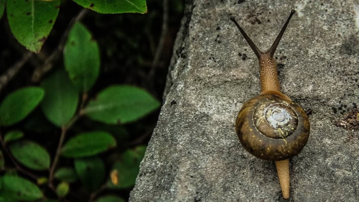 Schnecke Kanaren