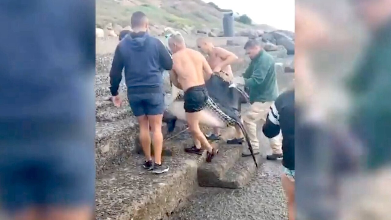100-Kilo-Stachel-Rochen strandet in Natur-Pool auf Gran Canaria
