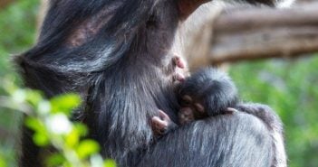 Schimpansen-Baby Happy Loro Parque Teneriffa