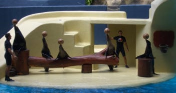 Seelöwen ballancieren Ball Loro Parque