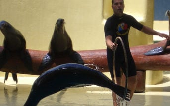 Ein Seelöwe springt durch einen Reifen