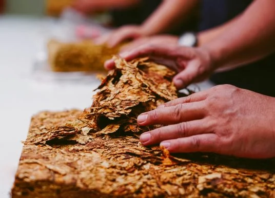Tabak-Imperium verlagert Zigarettenproduktion auf die Kanaren