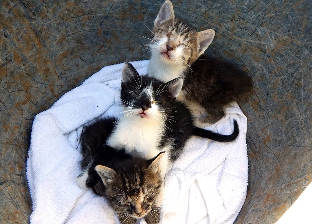 Neues Tierschutz-Gesetz: Kanaren müssen zehntausende Katzen kastrieren