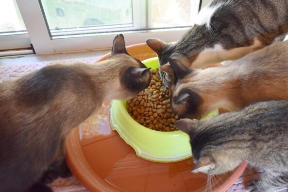 "Teide Tiere" Arche Noah Katzen Fütterung