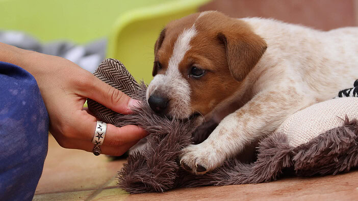 Teneriffa-Tier Bailey 1