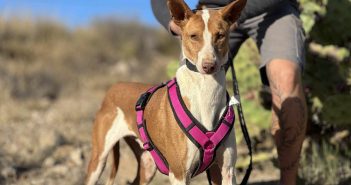 Teneriffa-Tier Gabo 1