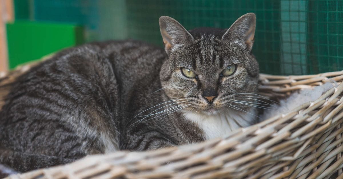 Katze Hely sucht auf Teneriffa ein neues Zuhause