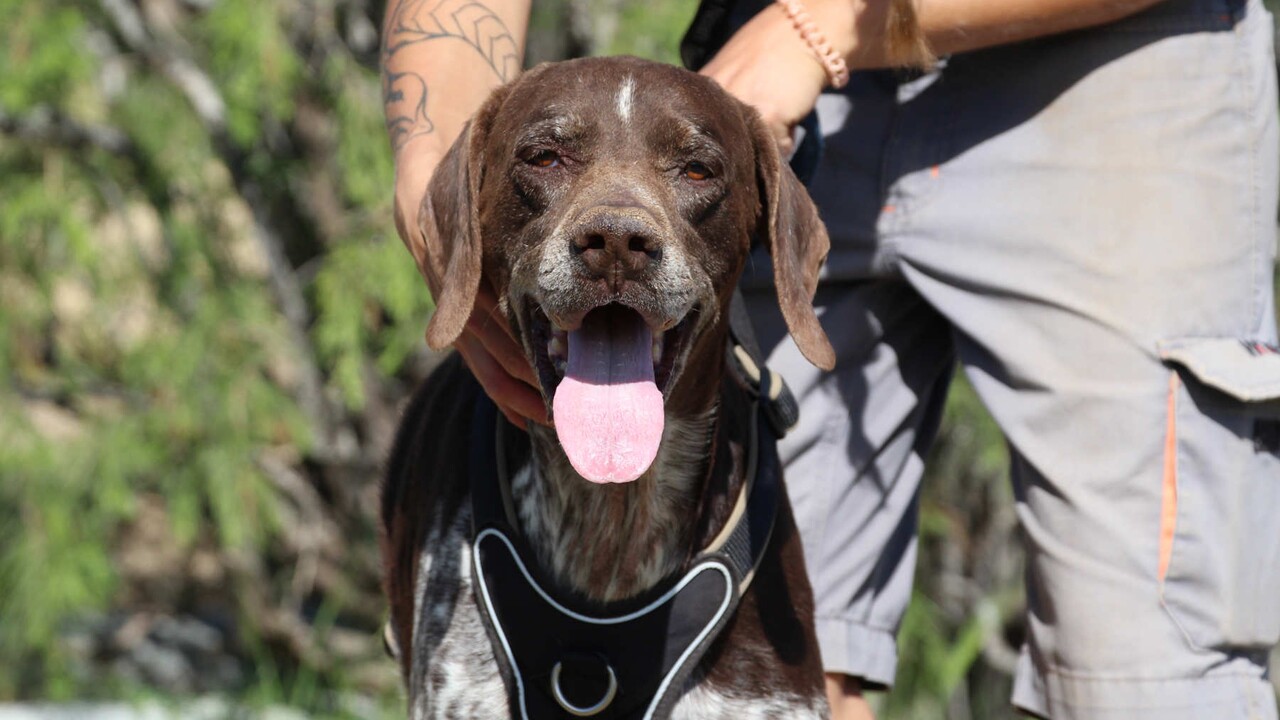 Hunde-Senior Jack sucht ein neues Zuhause