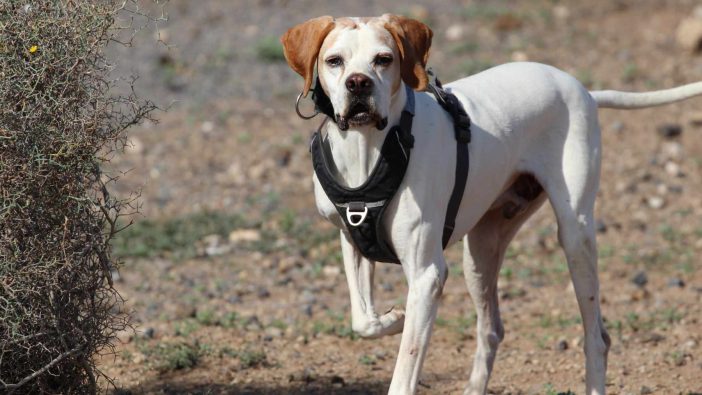 Teneriffa-Tier Juan 1