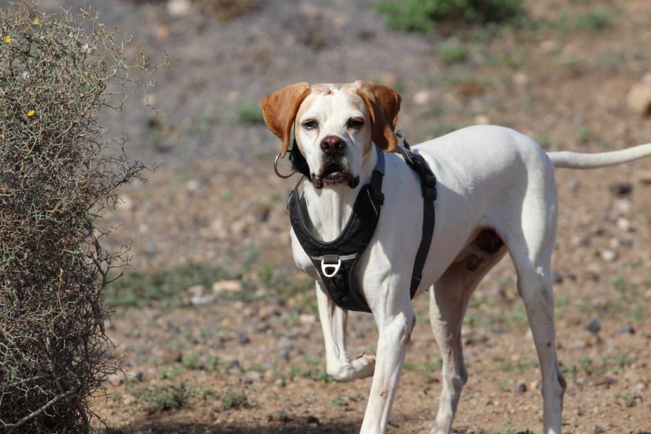 Senior Juan sucht eine neue Familie