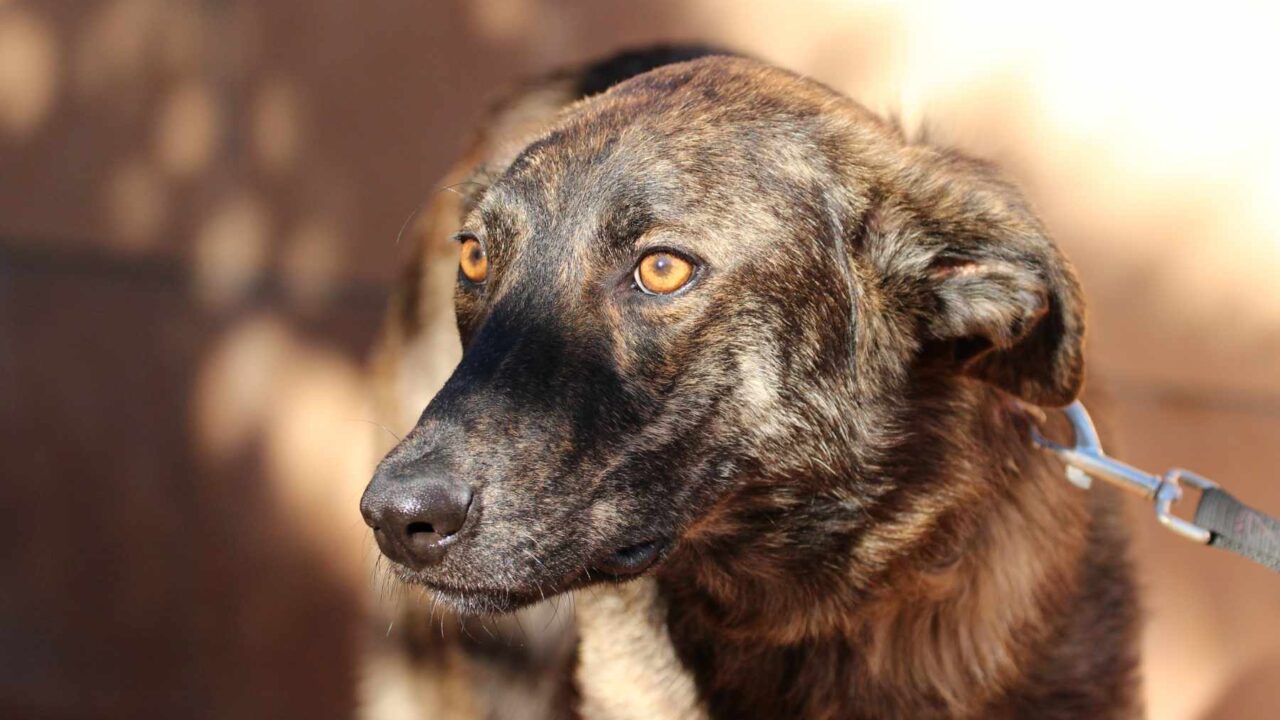 Die sanfte Hunde-Mama Kima sucht ein neues Zuhause