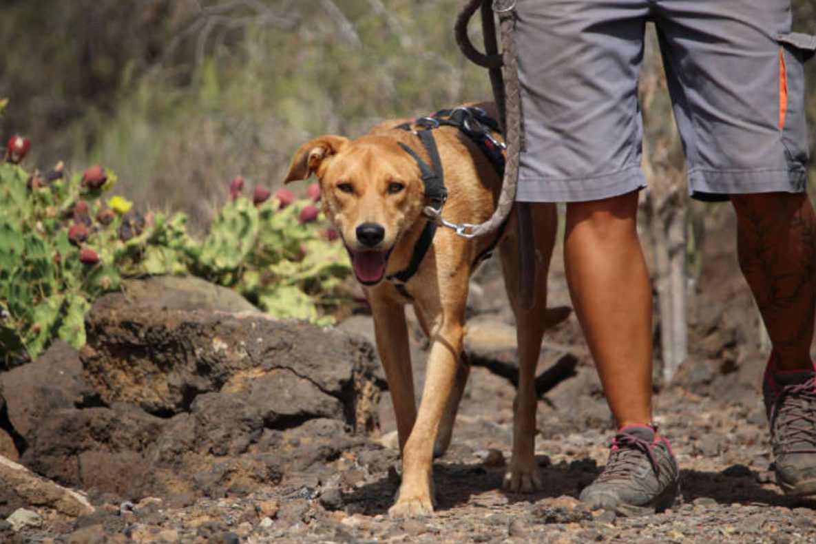 Teneriffa-Tier Mafi 2