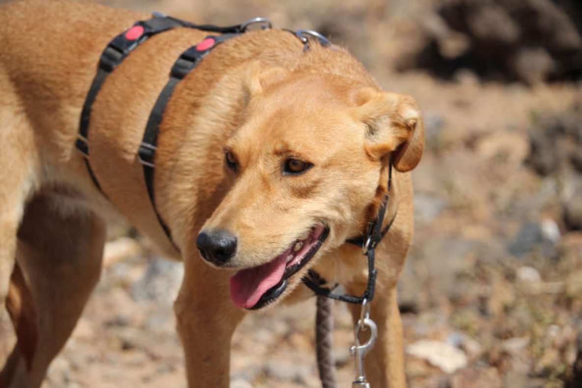 Teneriffa-Tier Mafi 3