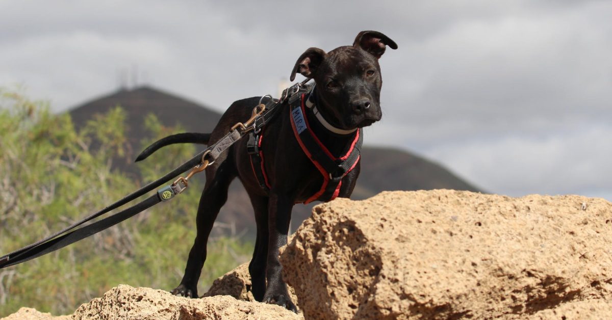 Teneriffa-Tier Mira sucht eine neue Bleibe