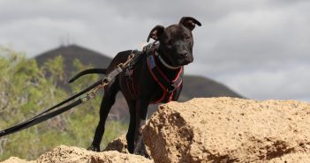 Teneriffa-Tier Mira 1