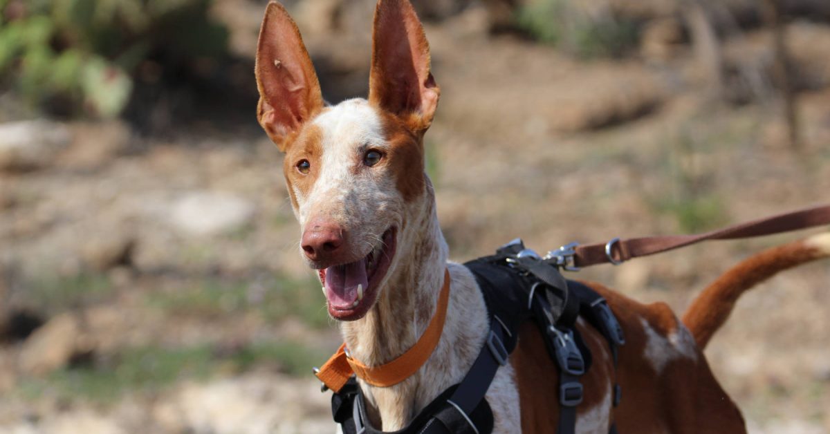 Der liebe Navegante sucht eine neue Familie