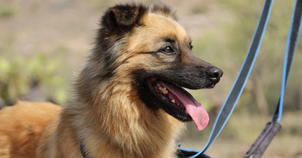 Hütehund Oso sucht ein neues Zuhause