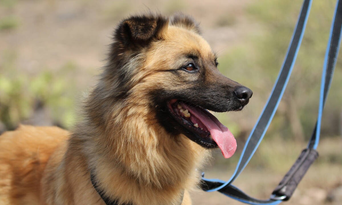 Hütehund Oso sucht ein neues Zuhause