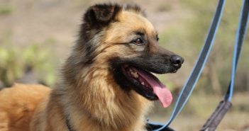 Hütehund Oso sucht ein neues Zuhause Teneriffa-Tier Oso 1