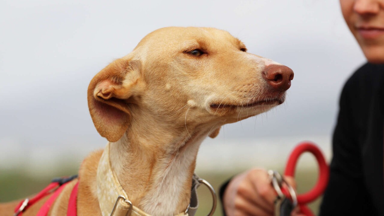 Früherer Ketten-Hund Perla sucht von Teneriffa aus eine neue Familie