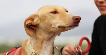 Teneriffa-Tier Perla 1