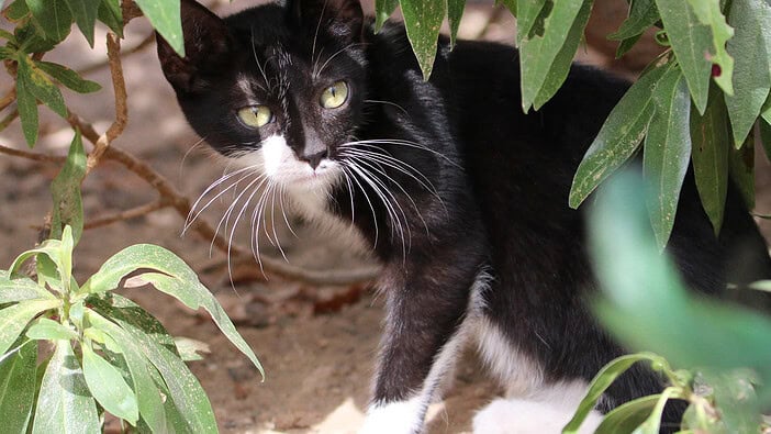 Teneriffa-Tiere Alba 2