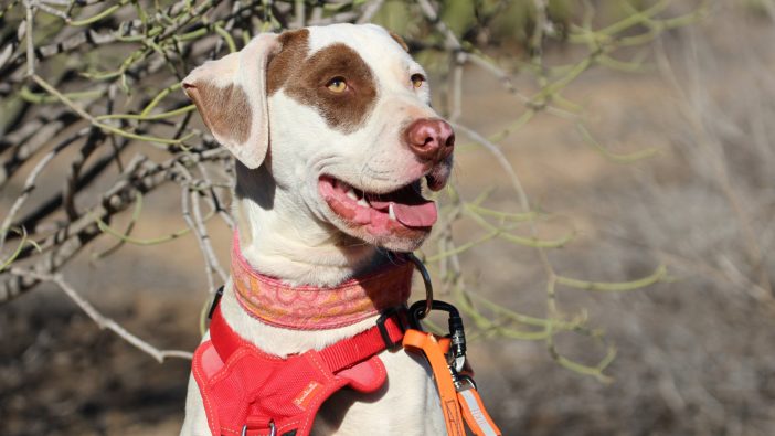 Teneriffa-Tiere Bert 1