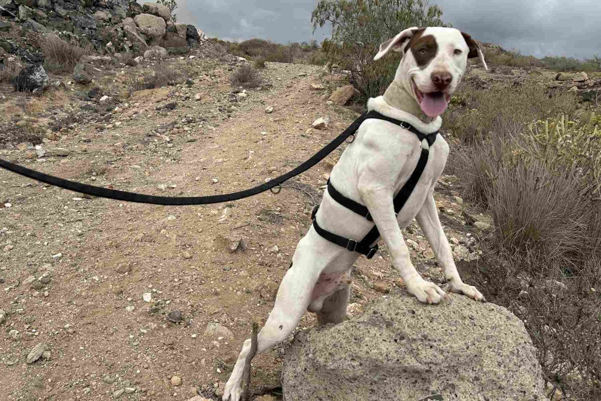 Teneriffa-Tiere Bert 3