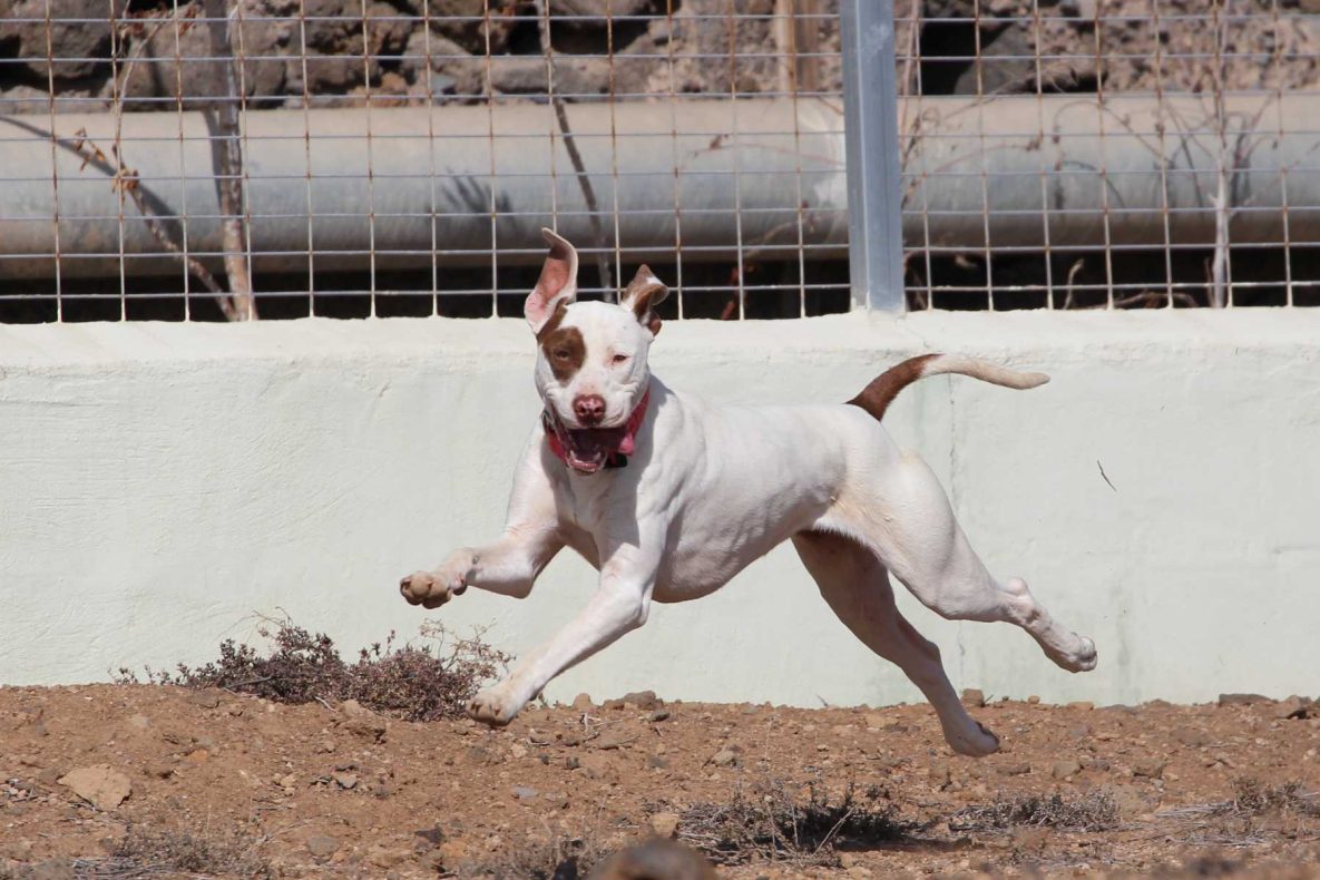 Teneriffa-Tiere Bert 4