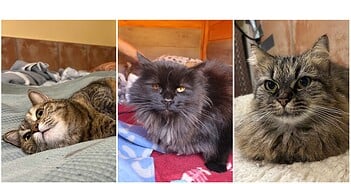 Unser Katzen-Trio Emma, Feivel & Xiki sucht ein Zuhause Teneriffa-Tiere Emma Feivel & Xiki