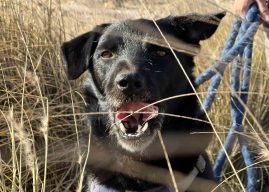 „Findelkind“ Febby sucht eine Familie in Deutschland