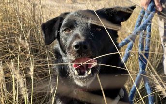 Teneriffa-Tiere Febby 1