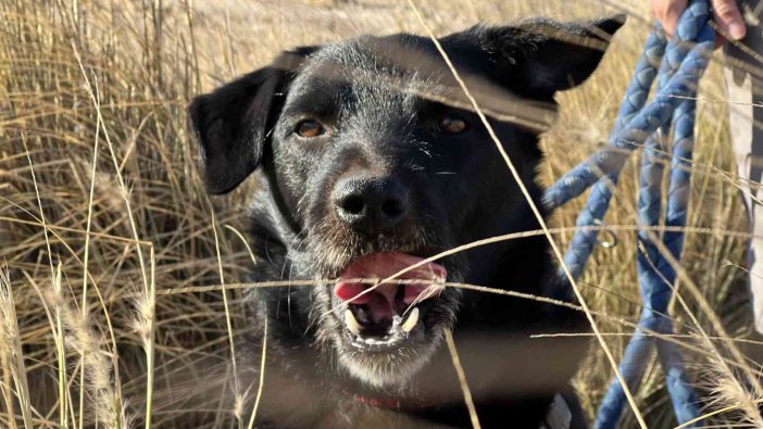 Teneriffa-Tiere Febby 1