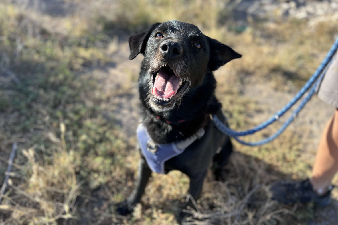 Teneriffa-Tiere Febby 3