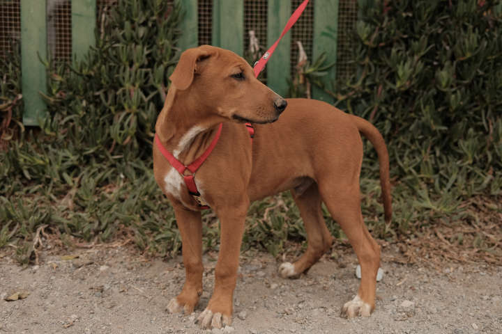 Teneriffa-Tiere Jasper 2