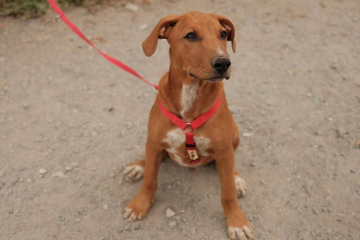 Teneriffa-Tiere Jasper 3