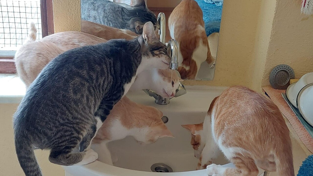 Krümel und seine Gang suchen neue Katzen-Eltern